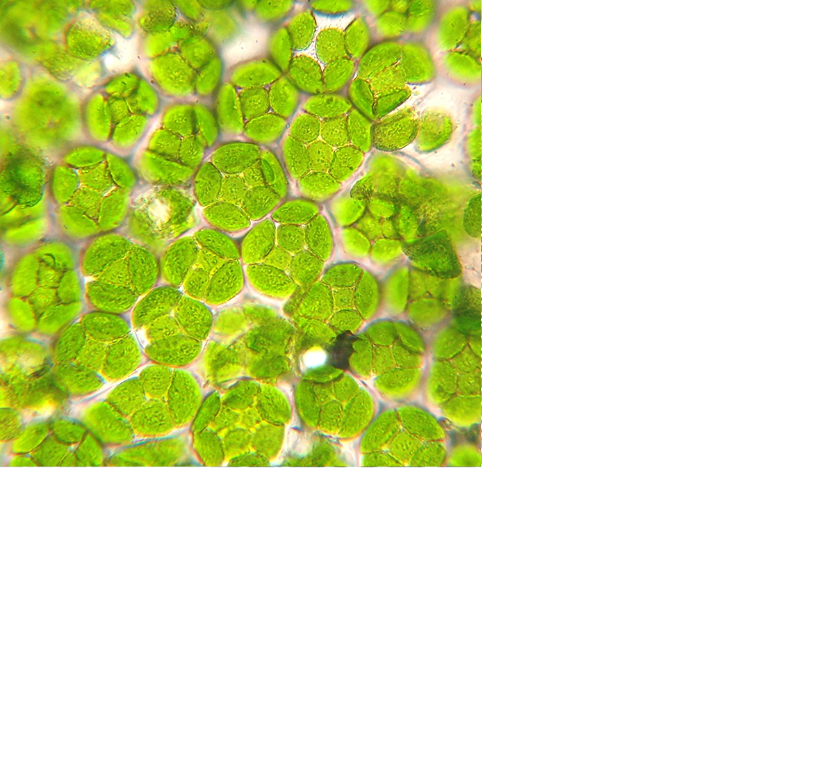 Produzione Microalghe Ergeva